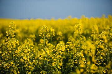Obraz premium Rapeseed field, landscape with yellow rape flowers and blue sky.