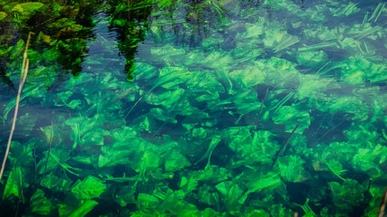 Abstract texture and pattern of green plants under the water