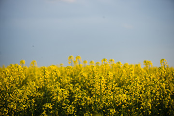 Rapeseed field, landscape with yellow rape flowers and blue sky.