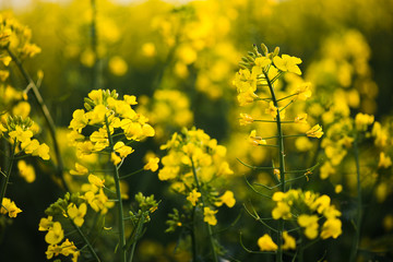 Close up of rapeseed flower.