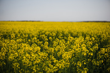 Obraz premium Rapeseed field, landscape with yellow rape flowers and blue sky.