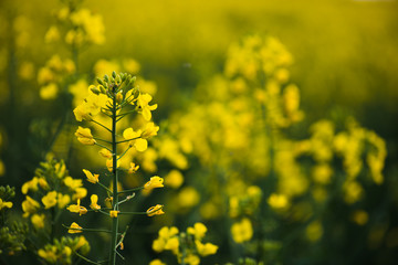 Obraz premium Close up of rapeseed flower.