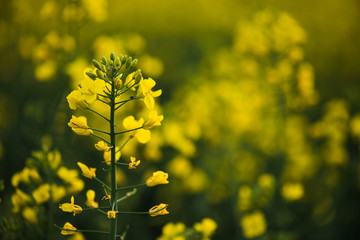 Obraz premium Close up of rapeseed flower.