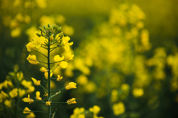 Close up of rapeseed flower.