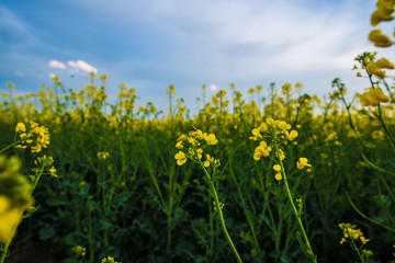 Bee on rapeseed flower, pollination under blue sky. Agricultural landscape.