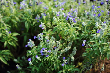 Obraz premium Blue salvia in the garden