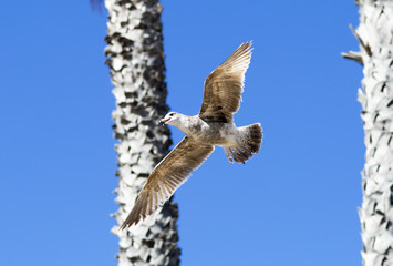 Birds during the flight. Portrait of birds flying against the blue sky and palm trees. The sun illuminates the feathers of the wings.