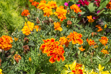 nursery decorative flower group. Close up shot