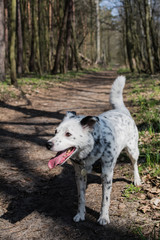 White, black spotted mutt dog walking on the forest trail on sunny day - vertical.