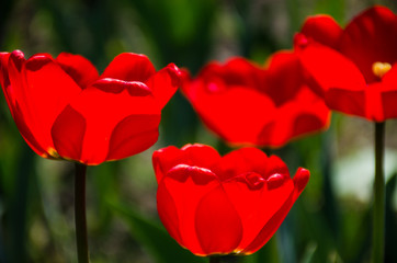 Obraz premium Tulips in the garden