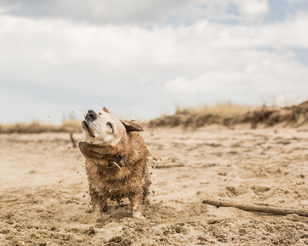 Old Mutt Dog With Floppy Ears And Gray Face Shaking Off Sand And Water On The Beach. 