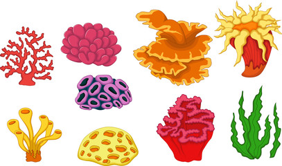 Obraz premium beautiful coral collection