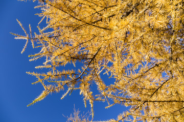 yellow tamarack larch tree in autumn against blue sky