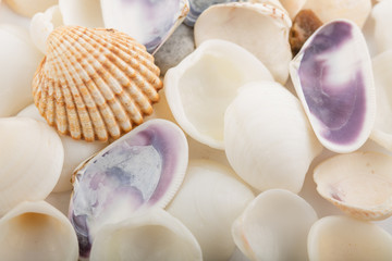 Background from a sea shells 