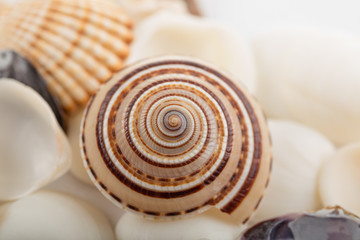 Background from a sea shells 