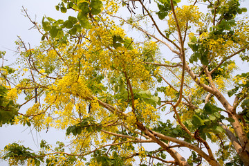 flowers yellow