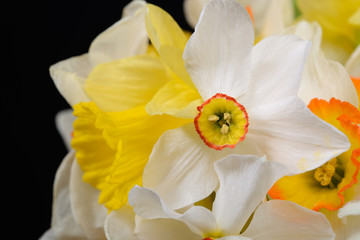 Close up photo of bouquet of white and yellow daffodils on black