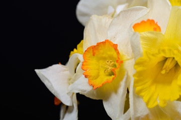 Obraz premium Close up photo of bouquet of white and yellow daffodils on black