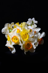 Picture of bouquet of white and yellow daffodils on black backgr