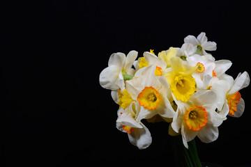 Naklejka na ściany i meble Picture of bouquet of white and yellow daffodils on black backgr