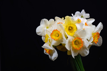 Naklejka na ściany i meble Picture of bouquet of white and yellow daffodils on black backgr