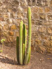 Golden Torch Cactus