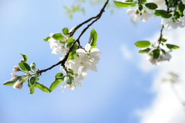 blossom apple tree with blue sky background 