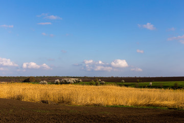 Spring rural landscape