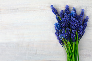 Blue Muscari flower on wooden table
