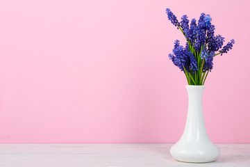 Blue muscari flower in a beautiful white vase on a wooden table on a pink background