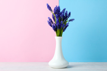 Blue muscari flower in a beautiful white vase on wooden table on pink and blue background
