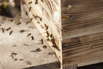Bienen fliegen wild vor ihrem Bienenstock