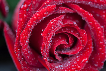 Red rose with dew water drops extreme closeup. Shallow depth of field.