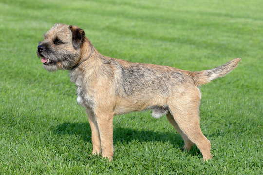 Typical Border Terrier  on a green grass lawn