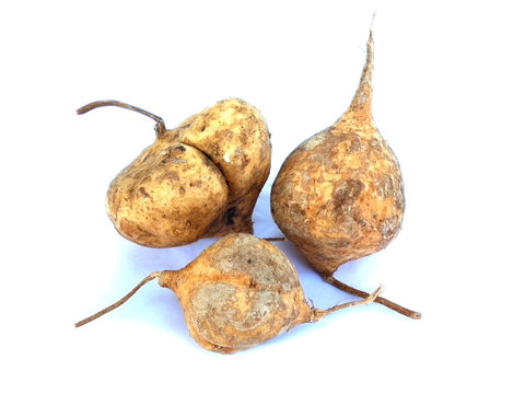 jicama fresh fruit on white background 16