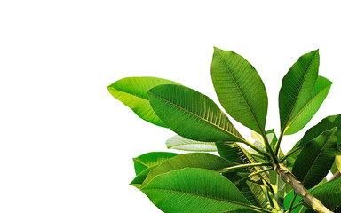 Fototapeta premium leaves close up on background