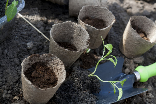 Planting young peppers seedlings in peat pots on soil background