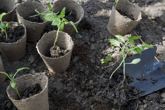 Planting young peppers seedlings in peat pots on soil background