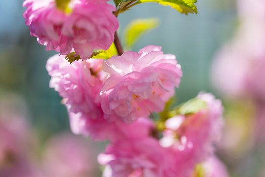 Almond tree