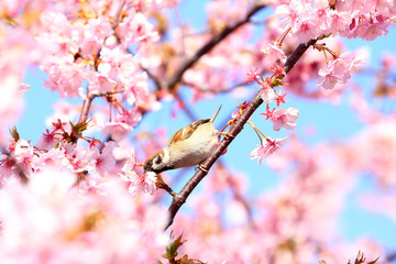 スズメと満開の桜