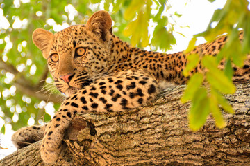 African Leopard cub lying on a tree branch watching the tourist activity attentively 