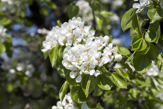 Pear blossom on green background