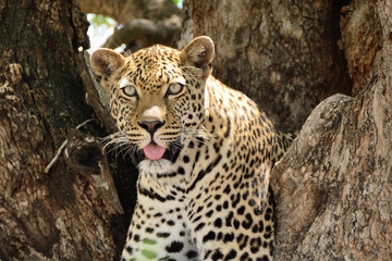 African Leopard perched relaxed in a tree with his tong protruding 