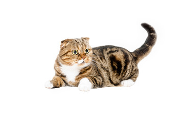 Funny cat Scottish Fold lying with tail raised up