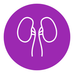 Kidney line icon.