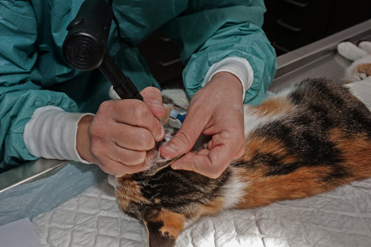 Tatouage, technique ancienne d'identification des animaux, un code est grav&eacute; dans l'oreille droite de l'animal domestique