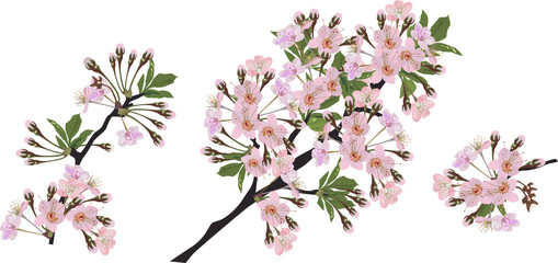 Fototapeta na wymiar spring isolated three branches with pink buds