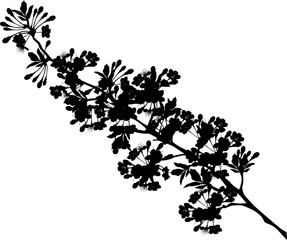 Fototapeta premium silhouette of blossom sakura branch
