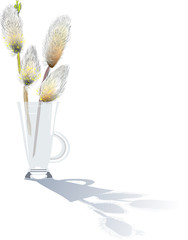 pussy willow in glass with shadow