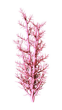 3D Illustration Pink Coral on White